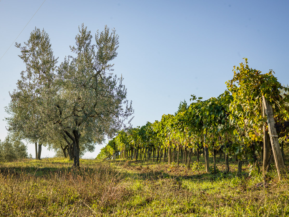 Chianti_0528