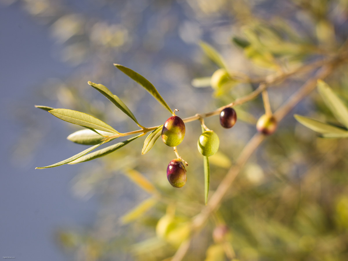 Chianti_0886