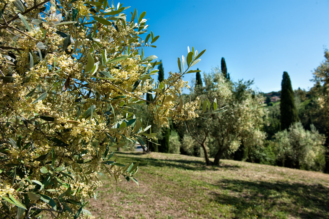 fioritura